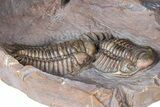 Two Beautiful Crotalocephalus Trilobites - Jorf, Morocco #362845-3